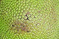 The surface of jackfruit fruit Royalty Free Stock Photo
