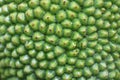 The surface of the jackfruit is green Royalty Free Stock Photo