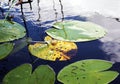 Surface of the lake is covered with leaves of water lilies Royalty Free Stock Photo