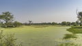 The surface of the lake in a swampy area is completely covered with green duckweed. Royalty Free Stock Photo