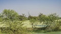 The surface of the lake in a swampy area is covered with green duckweed. Royalty Free Stock Photo