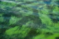 Surface of lake water blooming with algae