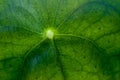 The surface of the leaf close up