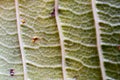 The surface of the leaf of the tree,Leaf macro, detail, color, clarity, lines, shading.