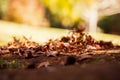 Surface level shot of autumn leaves