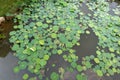 A lotus leaf pond