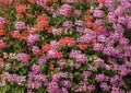 Surface with many blooming pelargoniums Royalty Free Stock Photo