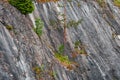 The surface of a marble steep rock with tree is close Royalty Free Stock Photo