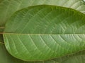 Surface of Mitragynine, Mitragyna speciosa, Kratom green leaves