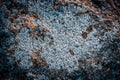 The surface of the mountain stone wall. photo Rock texture. White gray grunge background with seashell. Royalty Free Stock Photo