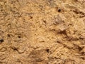 Surface of natural beige sandstone, texture