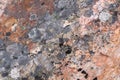 Surface of natural  red stone crimson quartzite porphyry overgrown with moss and lichen Royalty Free Stock Photo