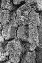 The surface of the oak bark has a macrostructure of wood damaged by bark beetle. The concept of pest control. Black-white Royalty Free Stock Photo