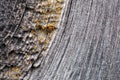 The surface of an old blackened wooden board. Visible are annual rings of wood and drops of dried resin. Photos with high contrast