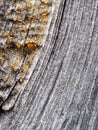 The surface of an old blackened wooden board. Visible are annual rings of wood and drops of dried resin. Photos with high contrast