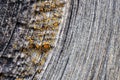 The surface of an old blackened wooden board. Visible are annual rings of wood and drops of dried resin. Photos with high contrast