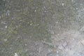 Surface of concrete slab with lichen Royalty Free Stock Photo