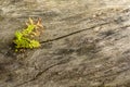 Surface of old cracked tree with a germinating plant and moss. Natural old wood texture background with cracks.