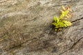 Surface of old cracked tree with a germinating plant and moss. Natural old wood texture background with cracks.