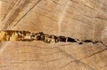 The surface of an old cracked wood for natural background, in shallow focus