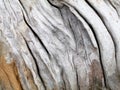 Surface of an old decomposed wood trunk as texture