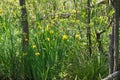 The surface of an old swamp covered with duckweed and algae, dead trees and swampy grassy meadows Royalty Free Stock Photo