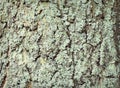 Surface of old tree bark covered with lichen Royalty Free Stock Photo