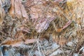 Surface of old trunk palm tree.