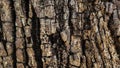 The surface of an old wood for natural background Royalty Free Stock Photo