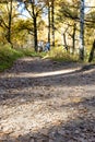 Surface of path covered with fallen leaves in park Royalty Free Stock Photo