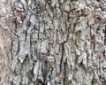 Surface pattern background of tree bark Royalty Free Stock Photo