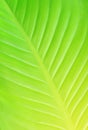 Surface pattern of leaf stalk green, Green leaves texture Royalty Free Stock Photo