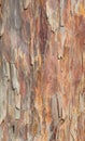 The surface of the pine bark in beige-brown shades Royalty Free Stock Photo