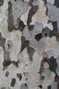 Surface of `Platane Commun` aka Plane Tree