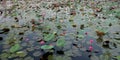 The surface of the pond is covered with many leaves of lilies and lotuses, water flowers, landscape Royalty Free Stock Photo