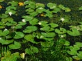 A dense network of white lily leaves Royalty Free Stock Photo