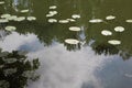 The surface of the pond and lots of beautiful water lilies. Royalty Free Stock Photo