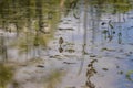 The surface of the pond with plants that are reflected in the surface Royalty Free Stock Photo