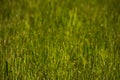 Surface of poor-trimmed lawn, soft focus Royalty Free Stock Photo
