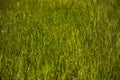 Surface of poor-trimmed lawn
