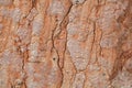 The surface of red nodular limestone Royalty Free Stock Photo