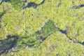 The surface of the reservoir is covered with green duckweed. Natural green abstract background