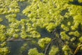 Surface of the reservoir covered with green duckweed. Natural green background Royalty Free Stock Photo