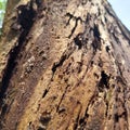 the surface of a rotting tree in front of the house