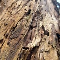 the surface of a rotting tree in front of the house