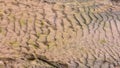 Surface sand with traces Royalty Free Stock Photo