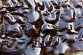 The surface of sugar kelp Saccharina latissima Royalty Free Stock Photo
