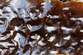 The surface of sugar kelp Saccharina latissima Royalty Free Stock Photo