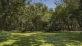 The surface of the swamp is completely covered with green duckweed Royalty Free Stock Photo