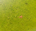 The surface of the swamped pond covered with duckweed